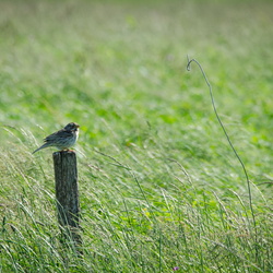 DSC_7431.jpg