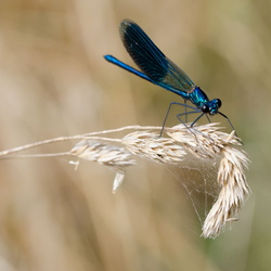 Nature vivante